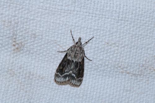 Réf. 195 296 : Scoparia sp.